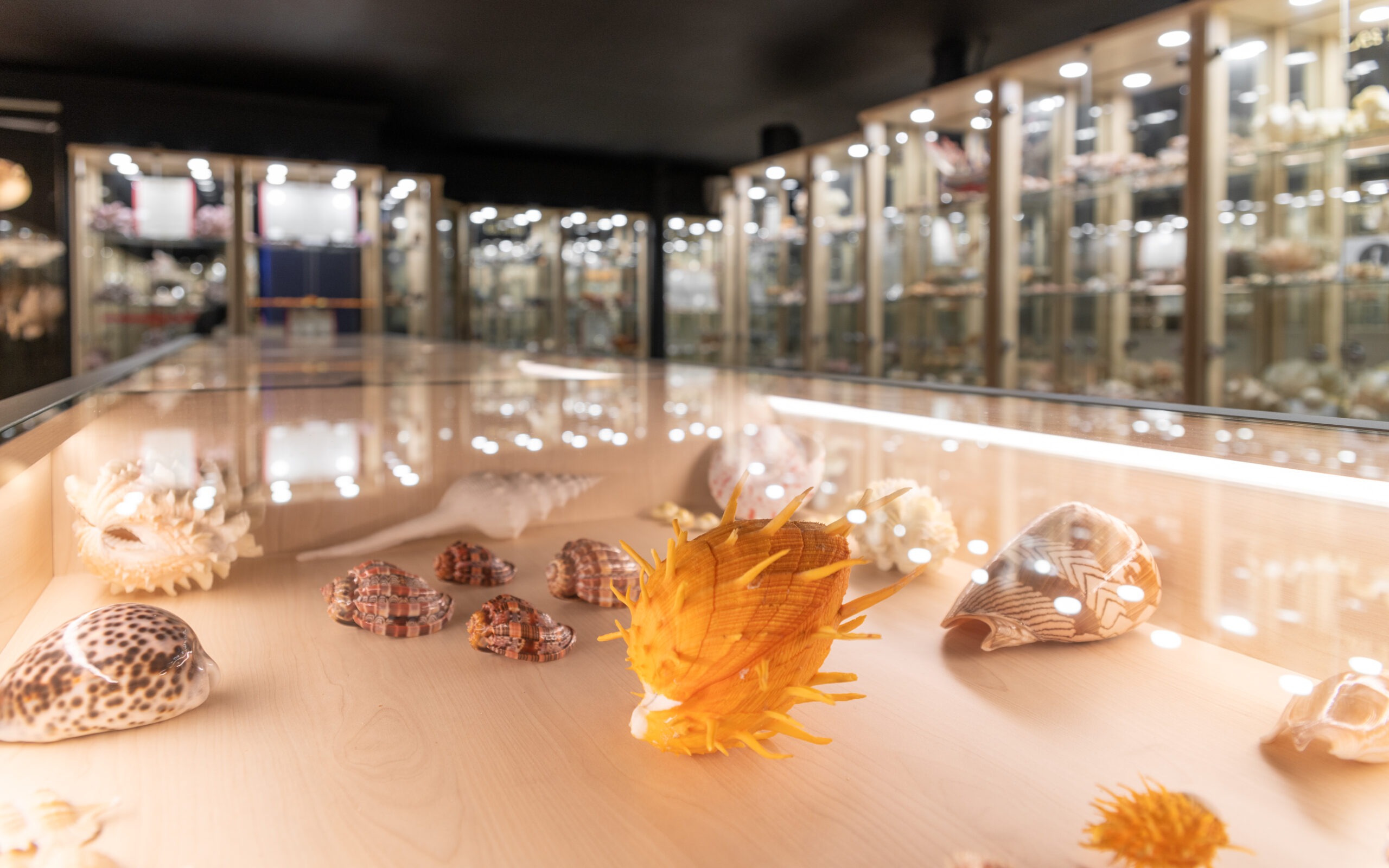 muséum du coquillage aux Sables d'Olonne en Vendée