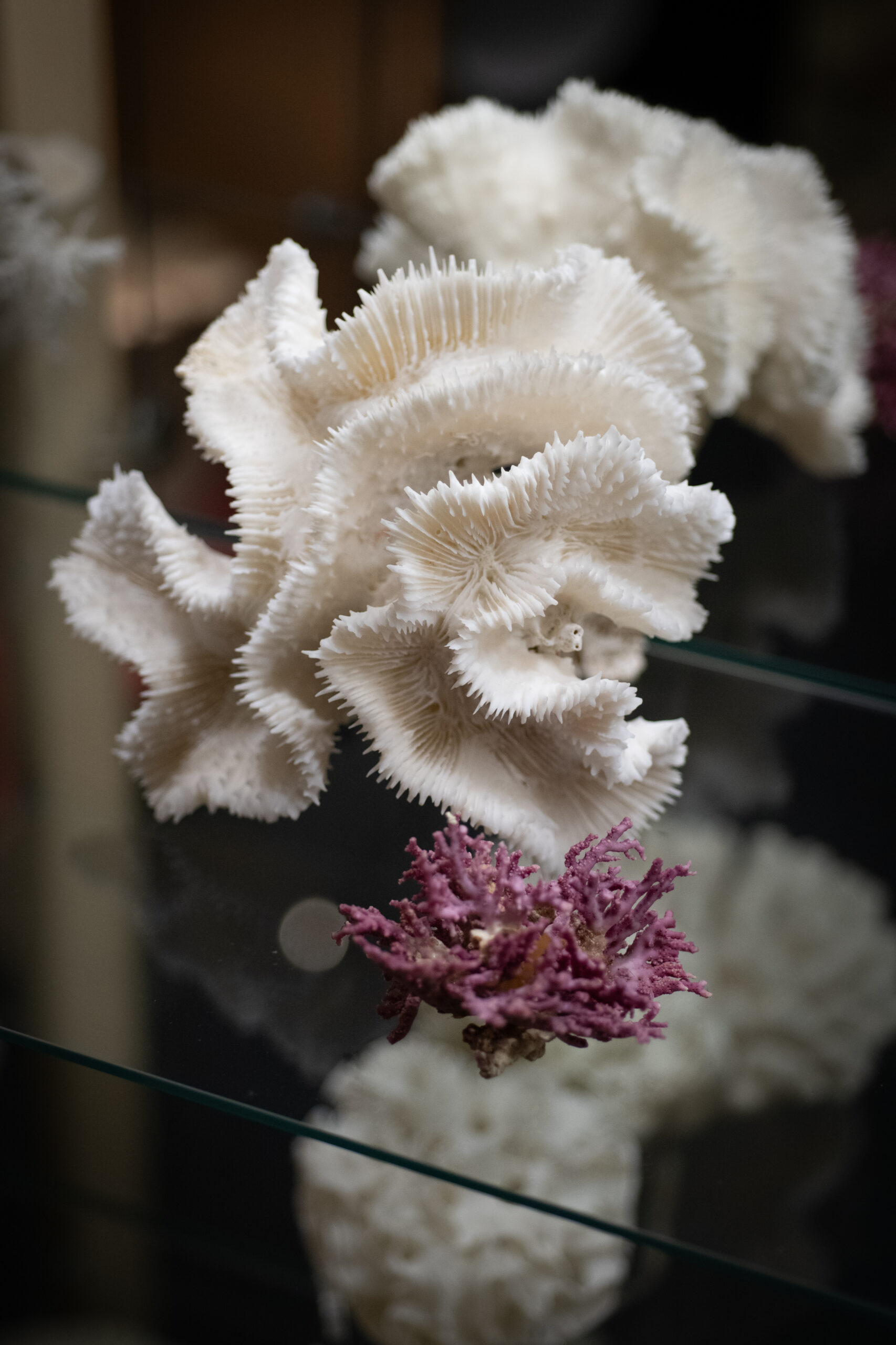 musée coquillage vendée