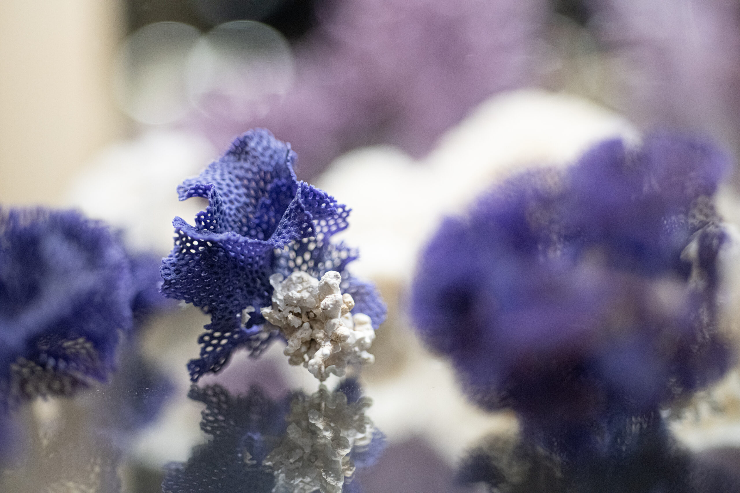 musée coquillage vendée