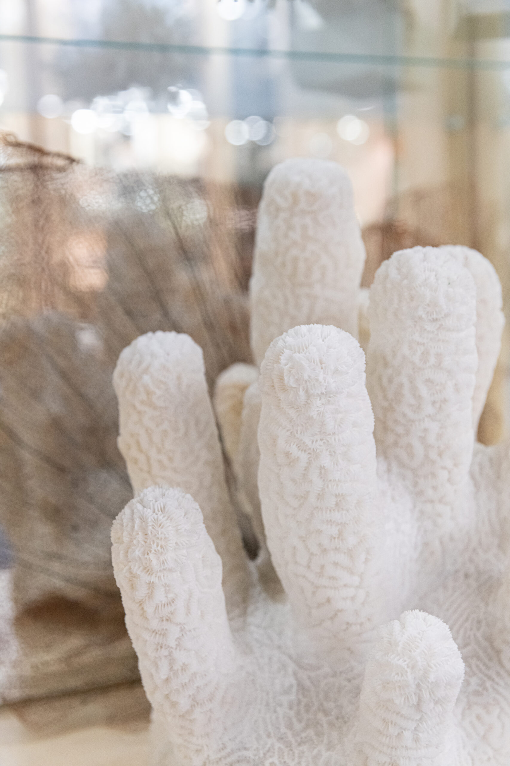 musée coquillage vendée