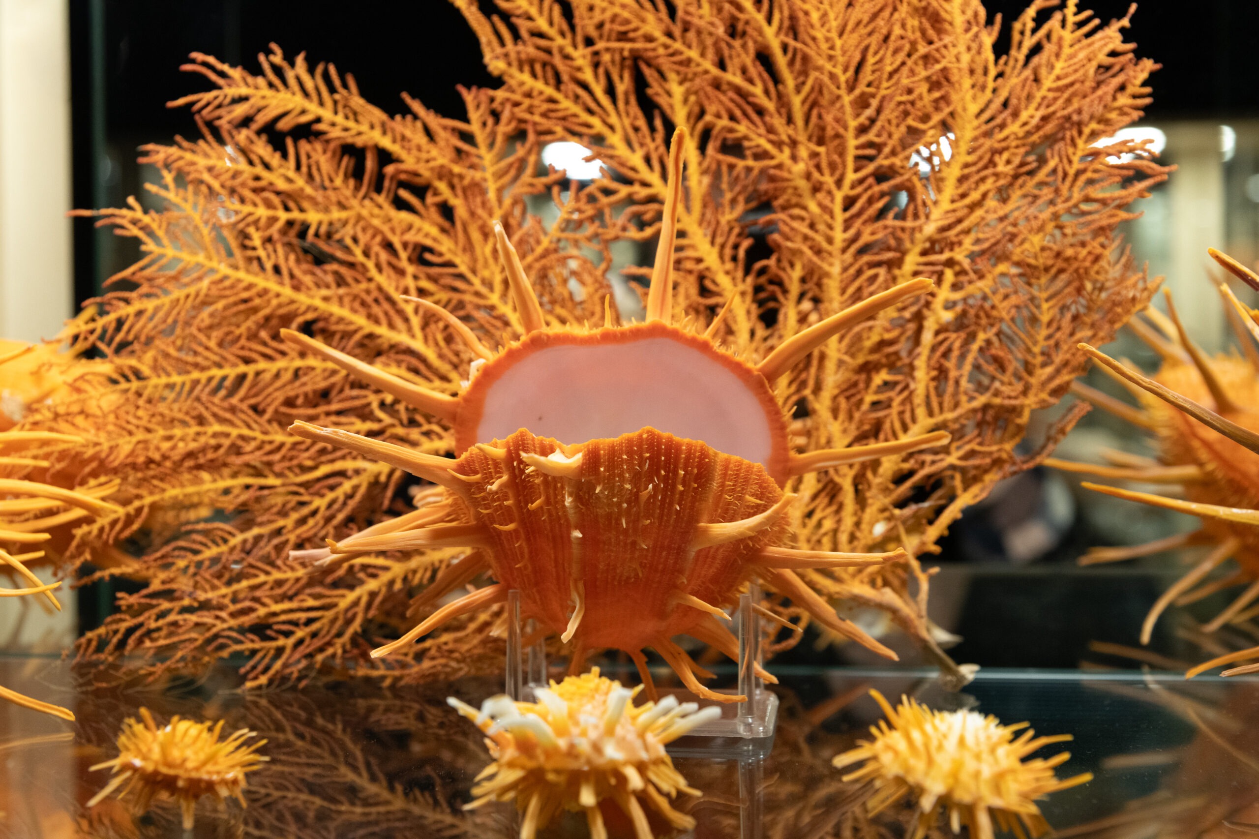 musée les sables d'olonne